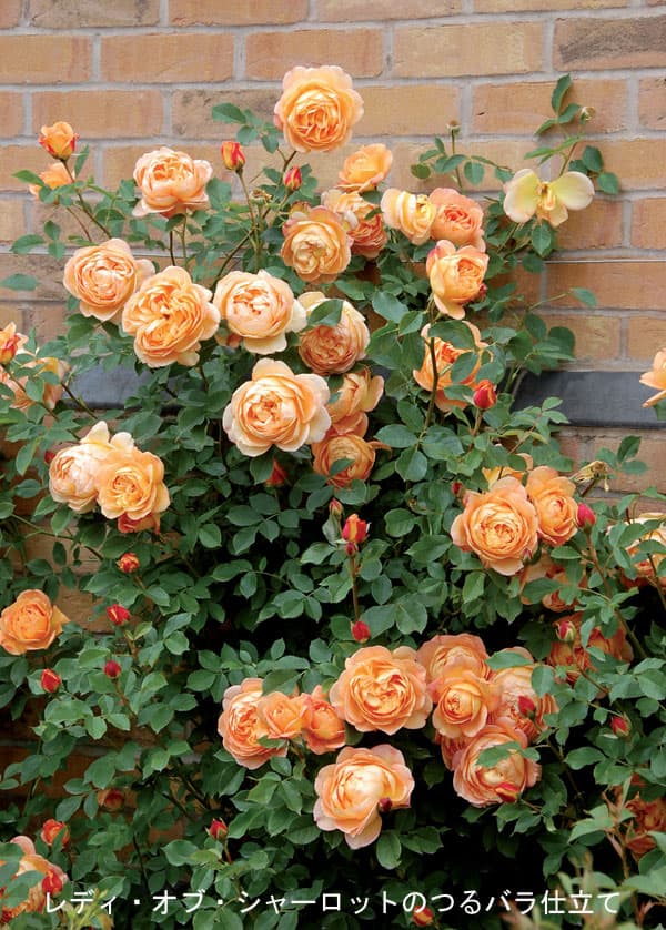 園芸ネット本店｜イングリッシュローズ デビッド・オースチン