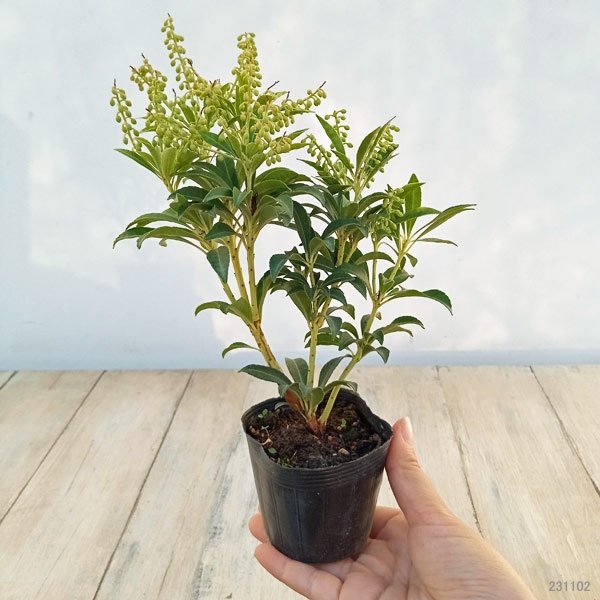 園芸ネット本店｜アセビ（馬酔木）：屋久島アセビ2.5～3号ポット の