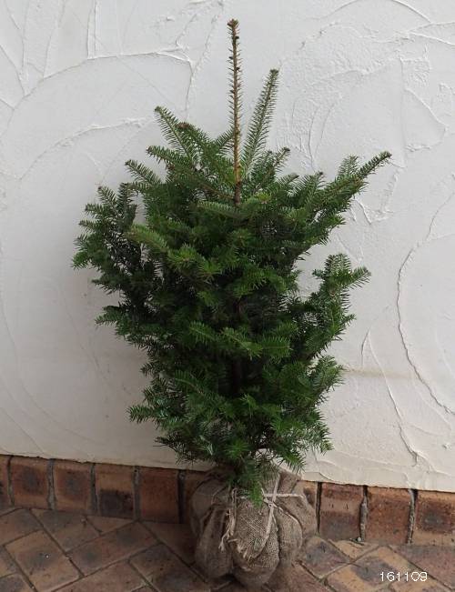 園芸ネット本店｜もみの木（モミノキ）：ウラジロモミ樹高80～90cm根