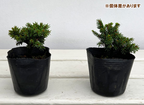 園芸ネット本店｜エゾマツ：八房エゾ松2.5号ポット の通販【公式】