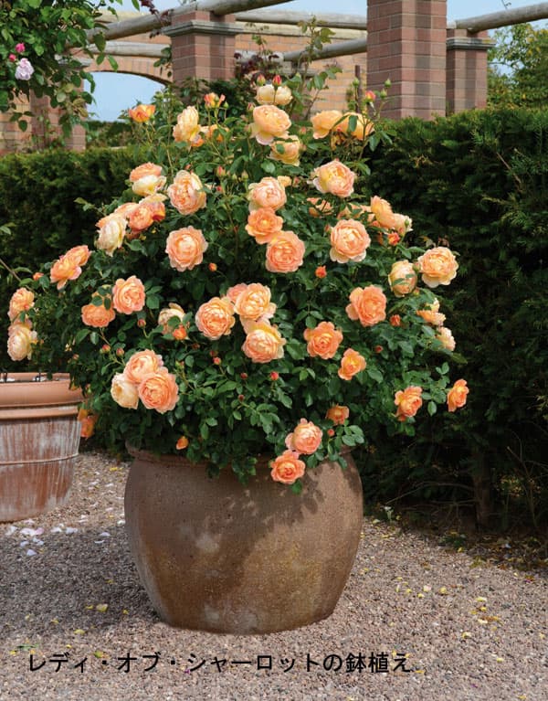 園芸ネット本店｜イングリッシュローズ デビッド・オースチン