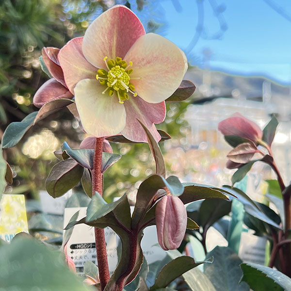 園芸ネット本店｜クリスマスローズ（原種交配）：*HGCモンテクリスト