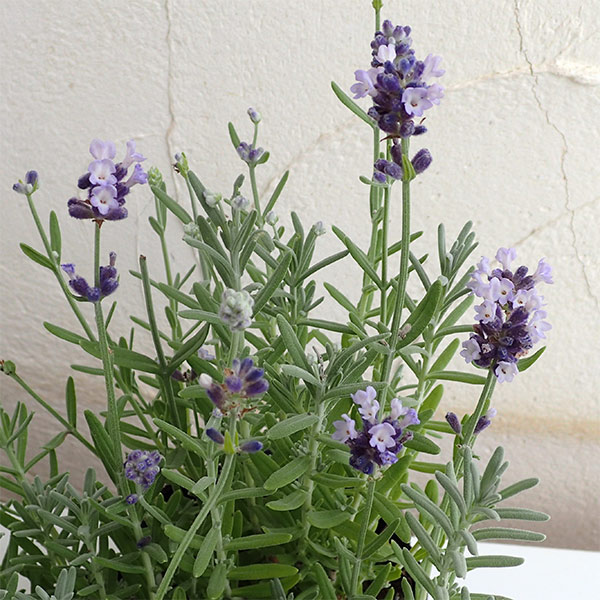園芸ネット本店｜ラベンダー：センティヴィアブルー5号鉢植え の通販