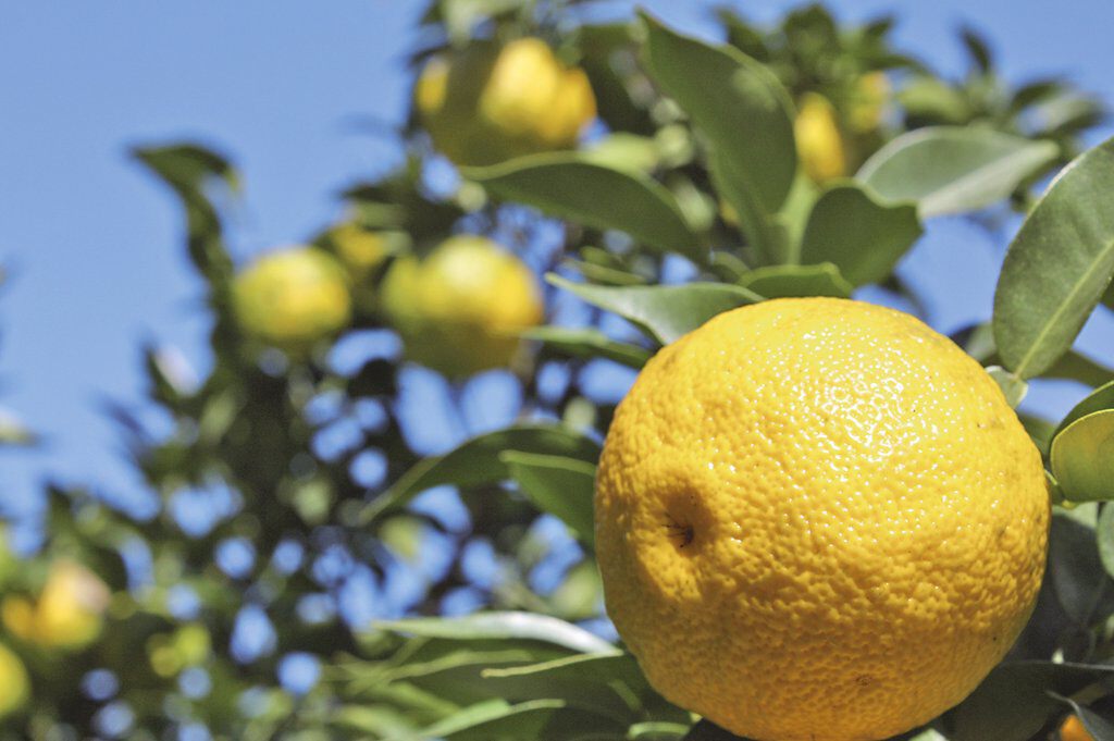 添加物不使用・無香料 Concentrated Yuzu drink ［高知の柚子ドリンク