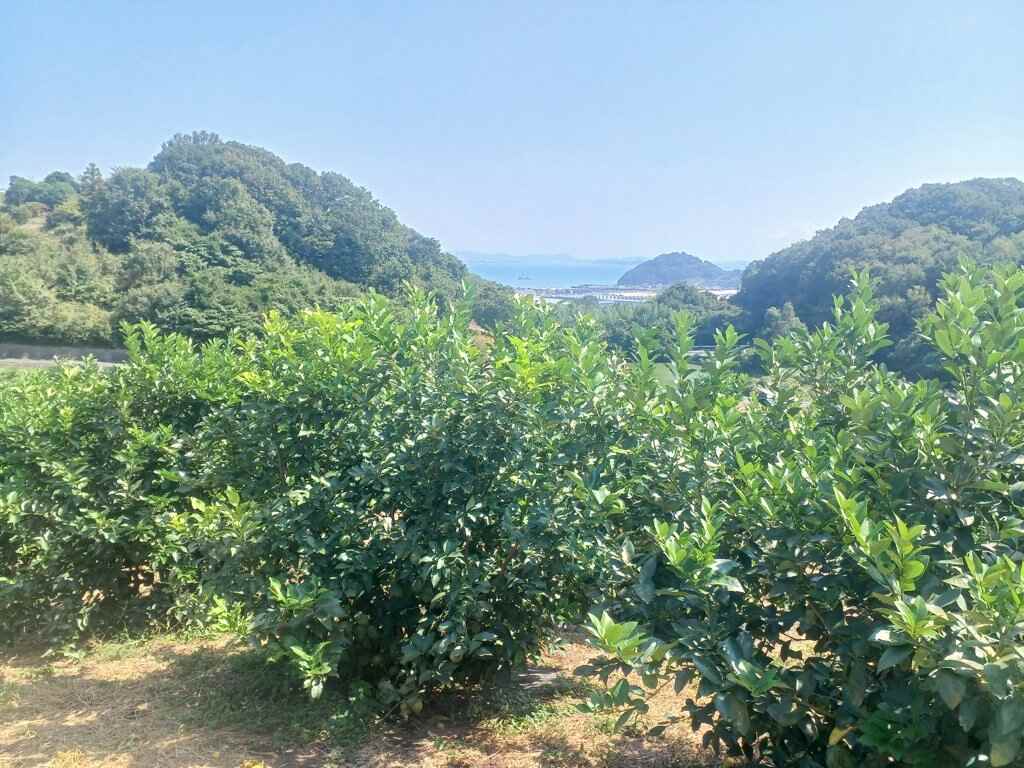 送料込み】皮ごとガブリ三ツ山レモン（グリーン）2㎏（13～15個