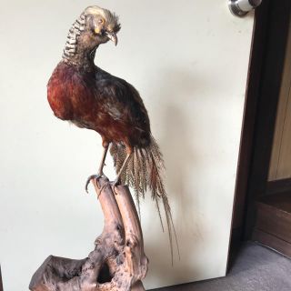 341118013.jpg?1516066962