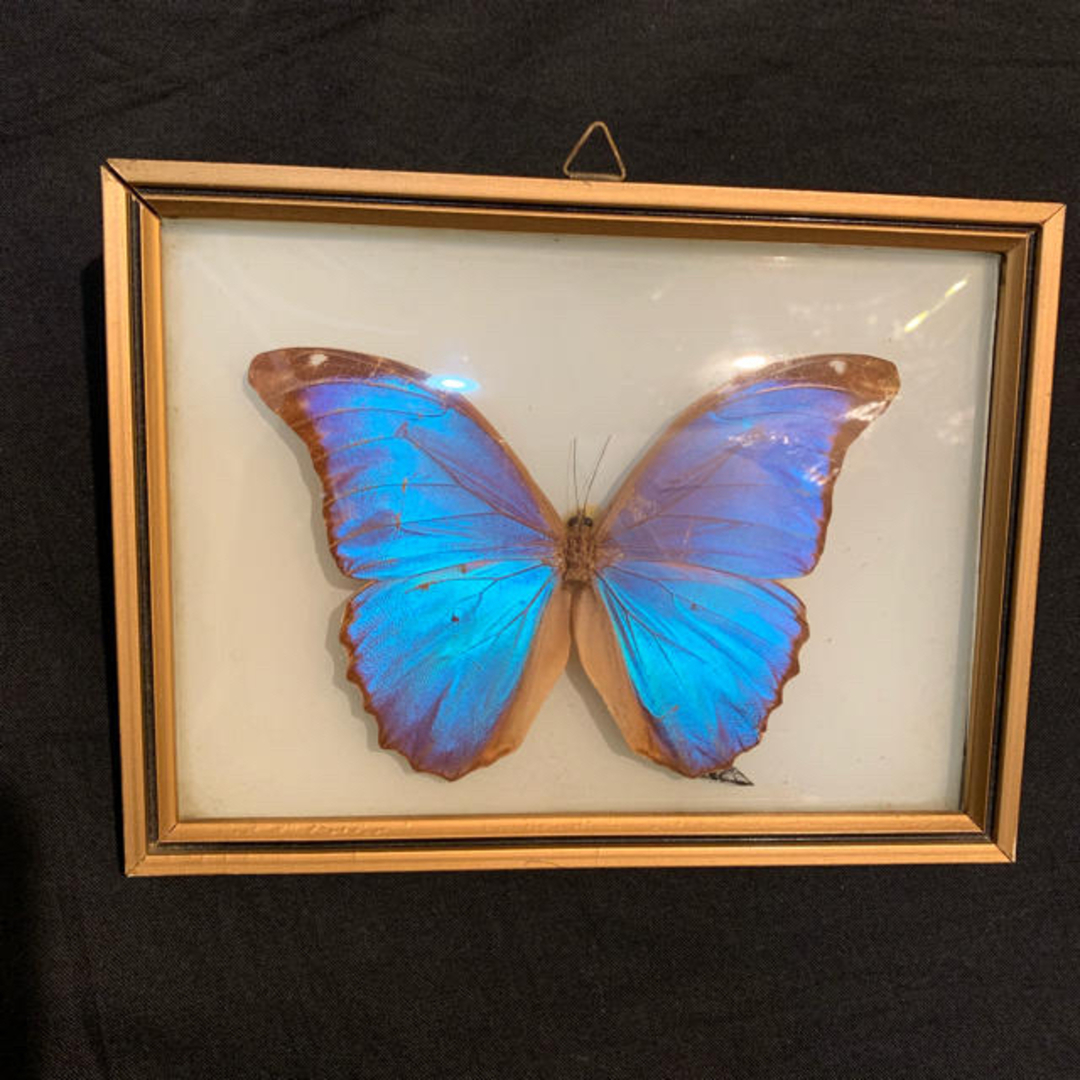モルフォ蝶 標本 額装 ブラジル 難あり♡の通販 by aoi's shop｜ラクマ