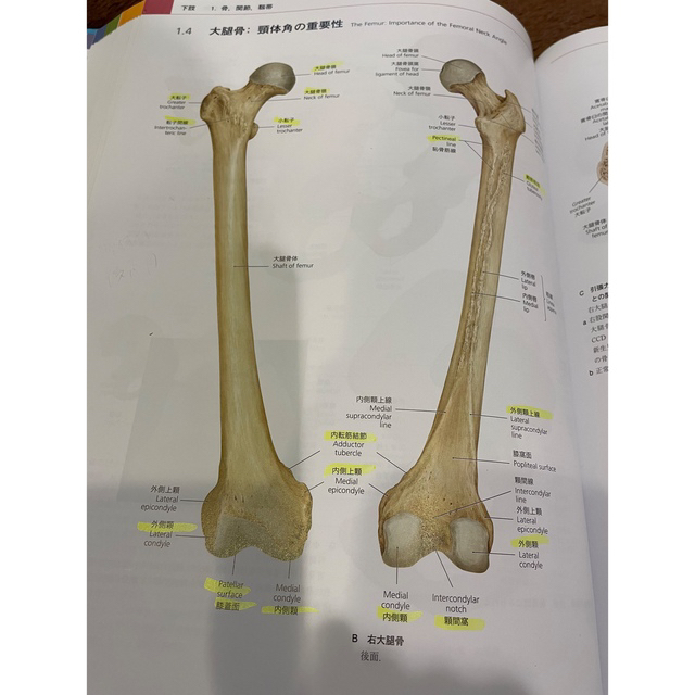 プロメテウス解剖学アトラス 解剖学総論／運動器系 第3版の通販 by