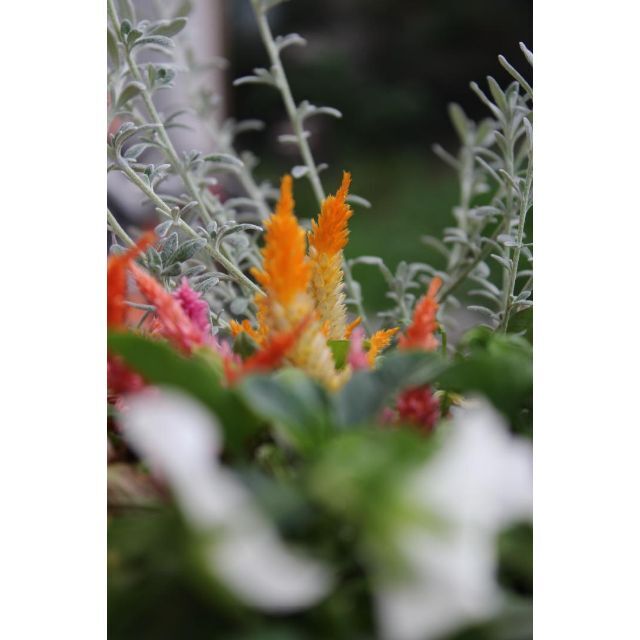 Canon Kiss X5☆スマホ転送OK☆撮影の幅が広がる一眼レフ♪