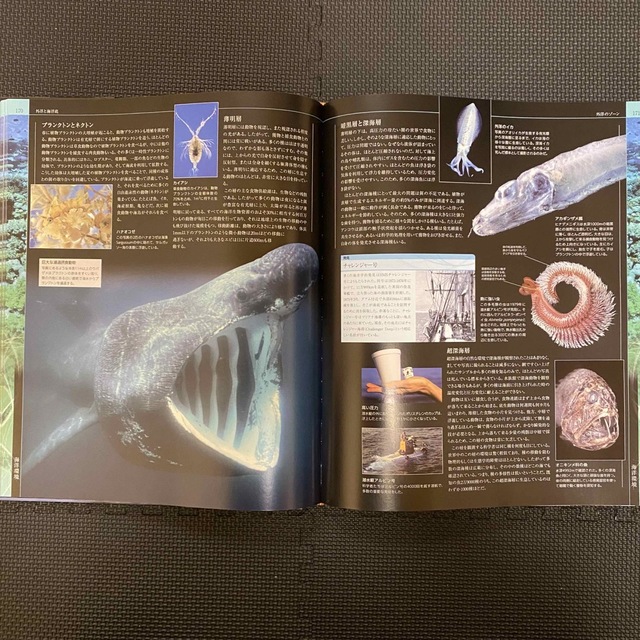 ☘希少 海洋大図鑑 2冊セット海洋大図鑑 世界動物大図鑑 ☘