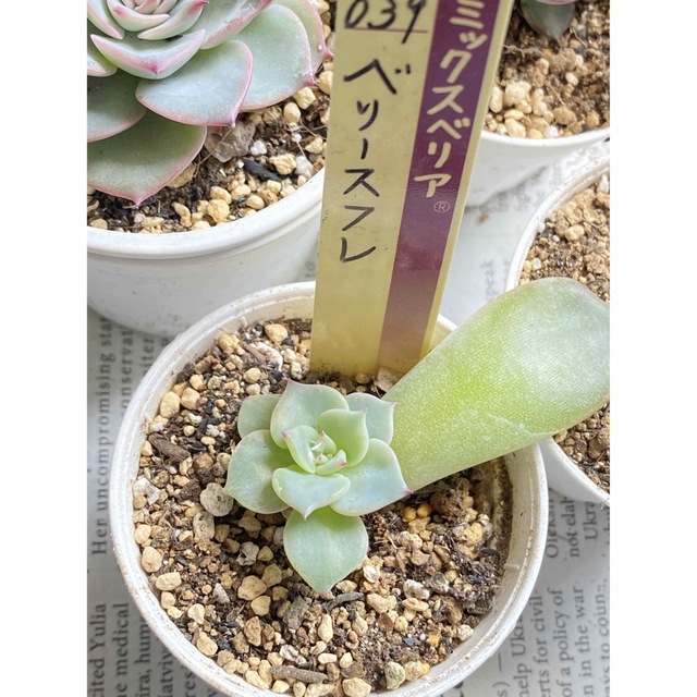 b*i様 ㊱中里リンゼアナ(実生)❣️ 発根済み メルカリ便送料込