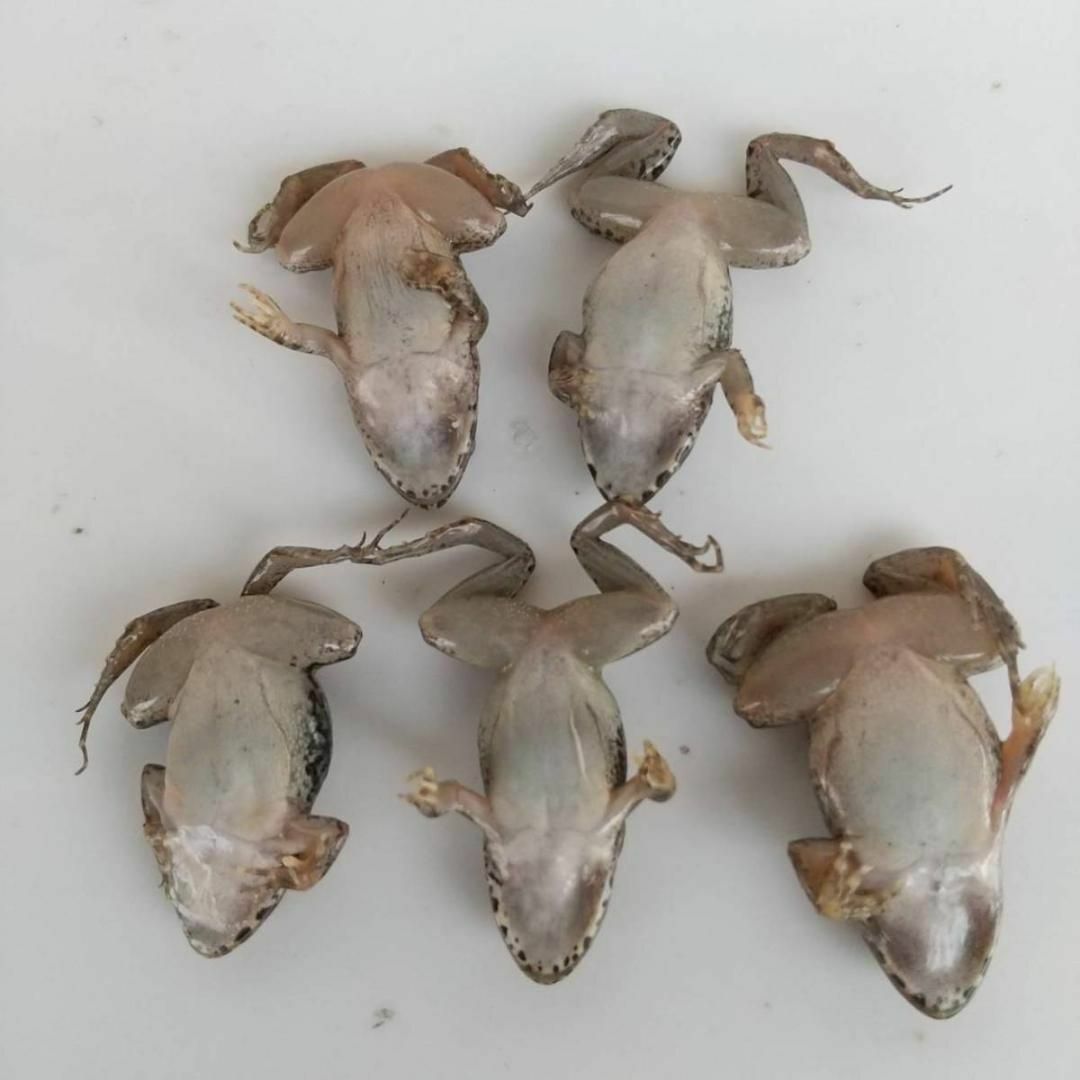 国産】冷凍カエル 餌 SM 20匹 胴長2.5~3cm ヌマガエル ヘビ用 蛇の通販