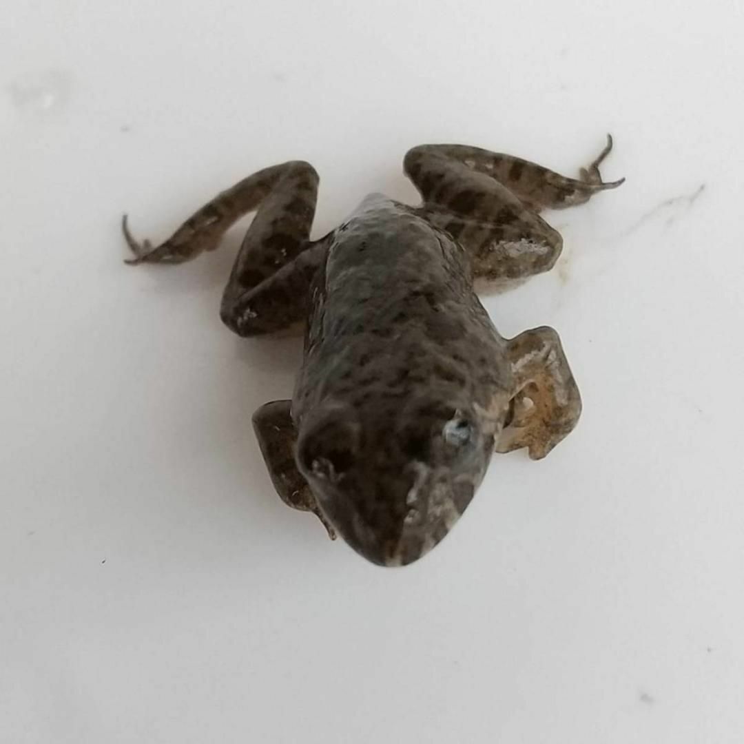 国産】冷凍カエル 餌 SM 20匹 胴長2.5~3cm ヌマガエル ヘビ用 蛇の通販