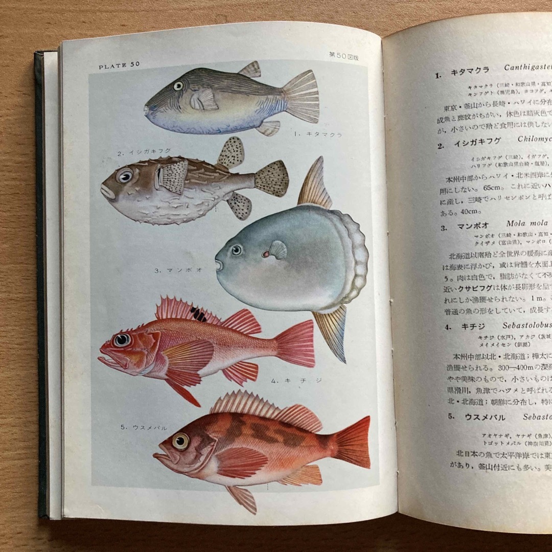 原色日本魚類図鑑の通販 by ひーちゃん's shop｜ラクマ
