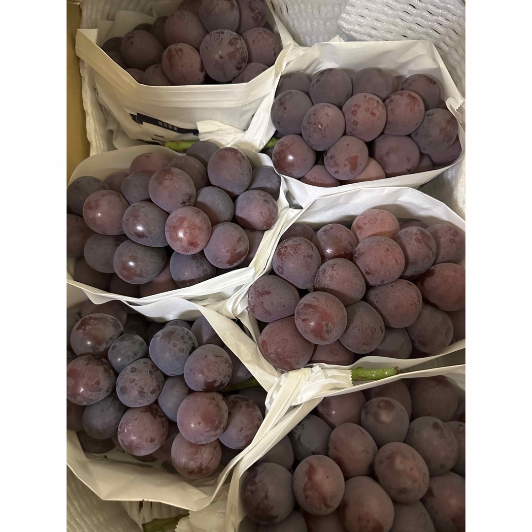 明治薬品 5個 納豆キナーゼプレミアム4000FU 納豆4000FU 血圧 血糖