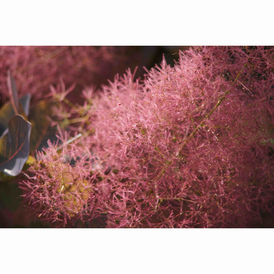 ZEISS - 作例付き Carl Zeiss TELE TESSAR 200mm F3.5の通販 by けん's