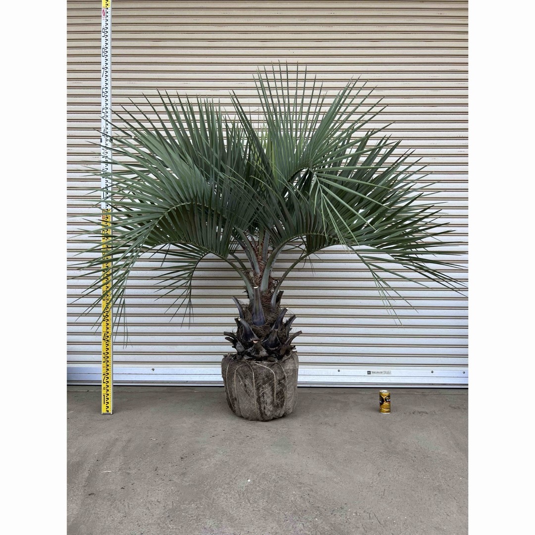 ココスヤシシルバーリーフ【極太】葉先270cm幹回り90cm 幹高40cm