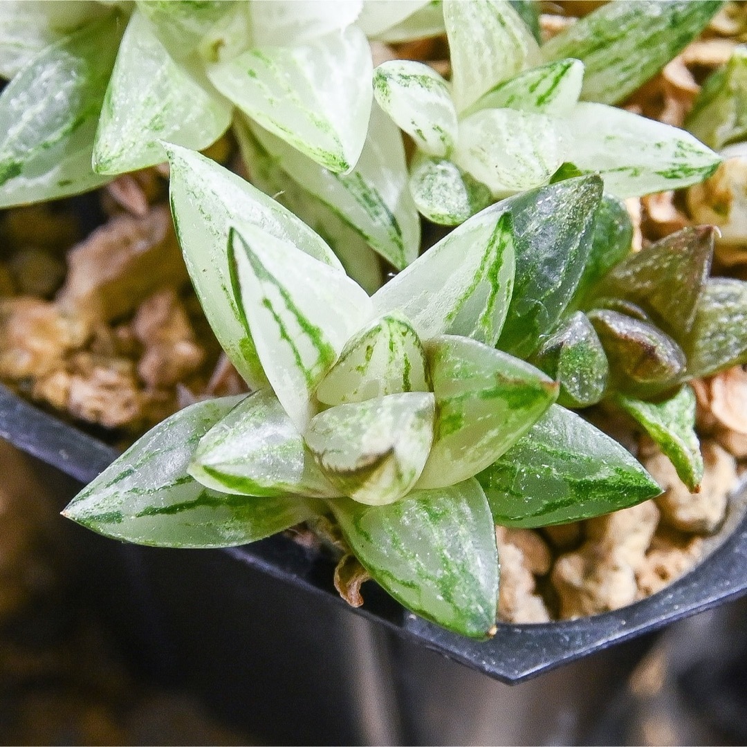 ち*わ様 ハオルチア 秋祭り錦 極上斑 ハオルチア 新氷砂糖錦 極上斑