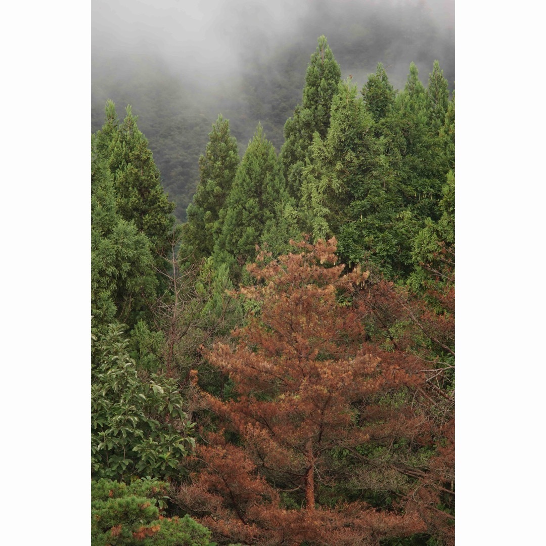 PENTAX - 作例付き PENTAX smc PENTAX67 300mmF4 管mprの通販 by けん