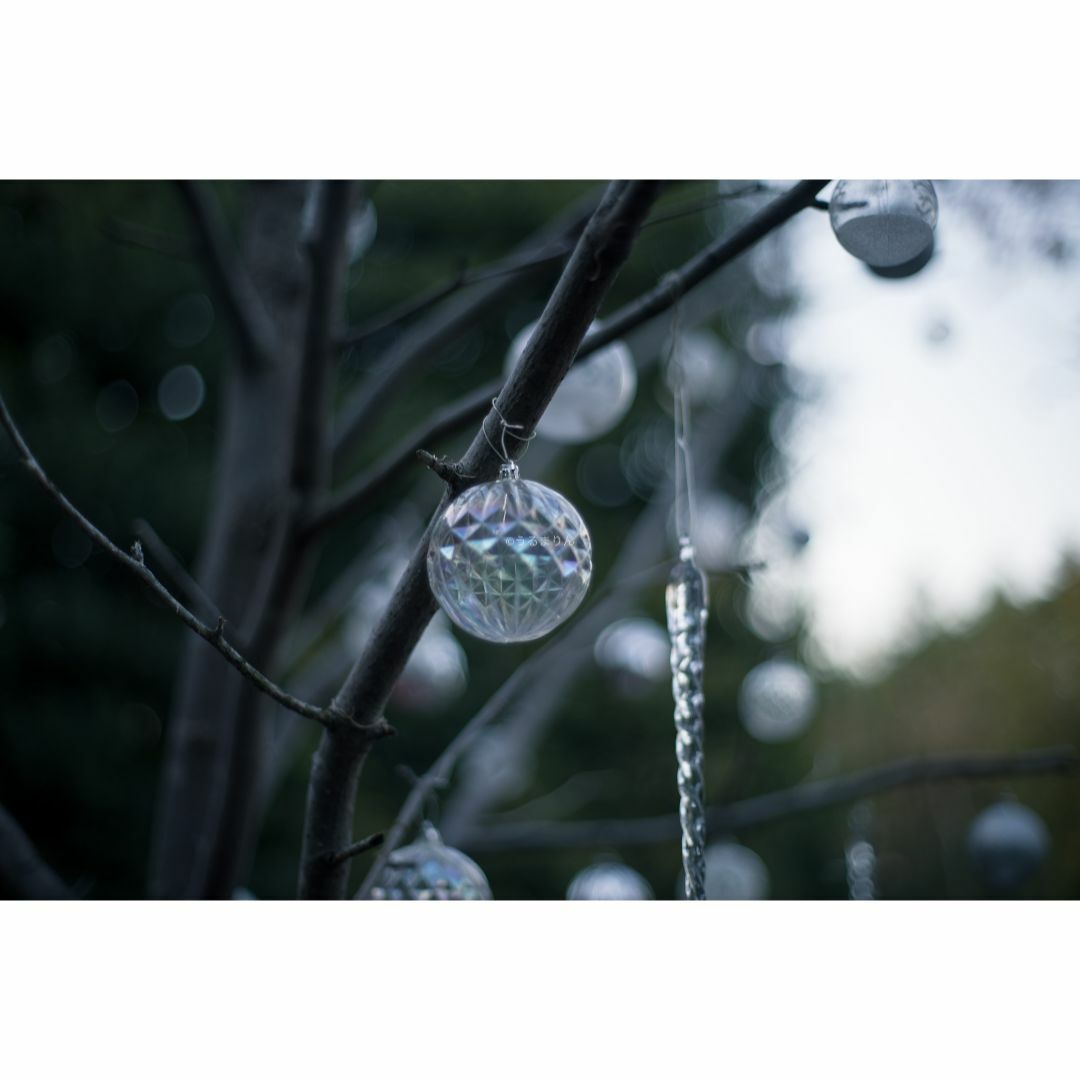 CONTAX - 希少黒刻印！標準の帝王 Planar 50mm F1.4 AEJ オールド