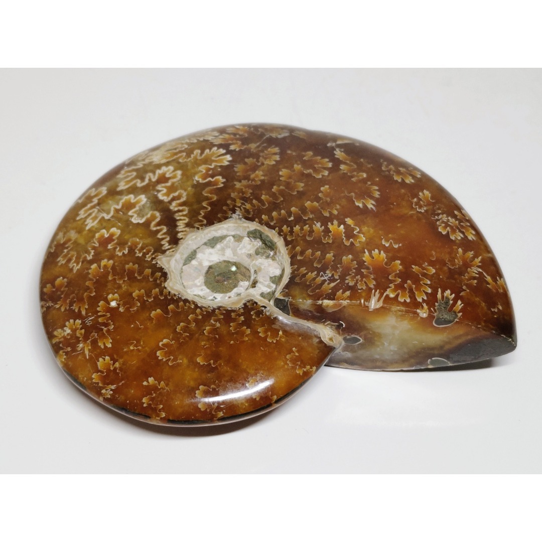 アンモナイト 383g アンモライト オパール 原石 鑑賞石 自然石 誕生石