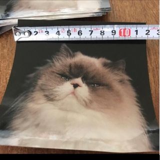 カネコアヤノ レコードのフリマアイテム一覧