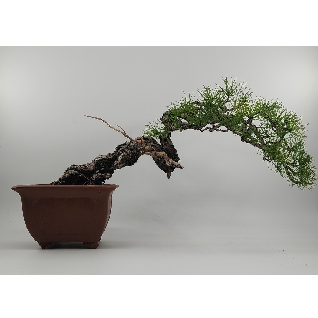 小品 懸崖 五葉松盆栽 五葉松盆栽 真柏盆栽 懸崖 真柏 黒松 赤松 五葉松