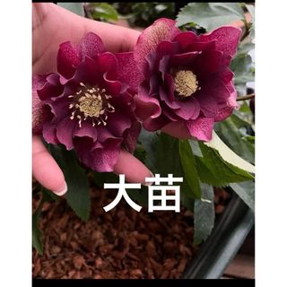 NEIGHBORHOOD - アガベ チタノタ レッドキャットウィーズル 斑入り? 4