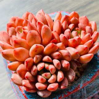 NEIGHBORHOOD - アガベ チタノタ レッドキャットウィーズル 斑入り? 4