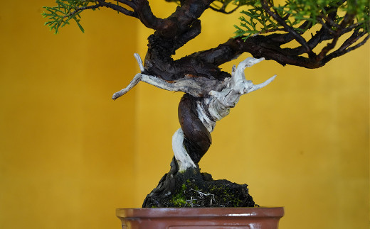 真柏盆栽（中型サイズ） 【11100-0068】 / 埼玉県さいたま市 | セゾン