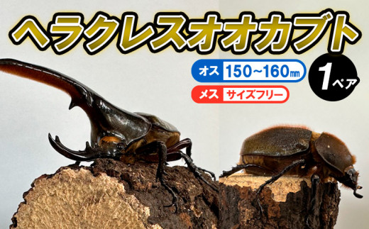ヘラクレスオオカブト♂150mm～+♀セット N022-YD0253 - 宮崎県延岡市