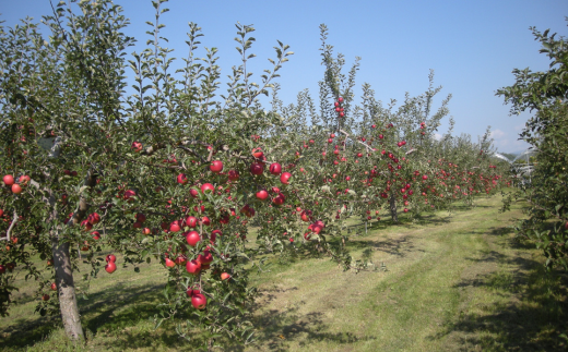 2025年9月下旬～10月中旬頃までのお届け＞北海道壮瞥町 りんご 品種名