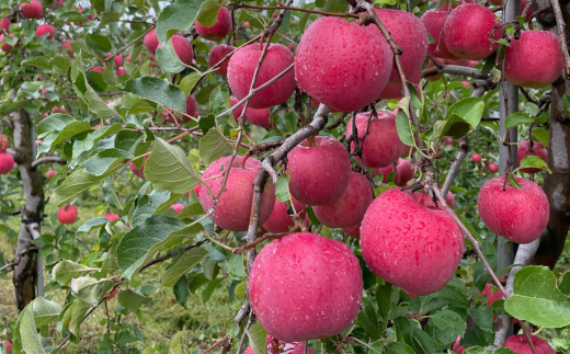 2025年10月中旬よりお届け＞北海道壮瞥町 りんご 品種名「早生ふじ」12