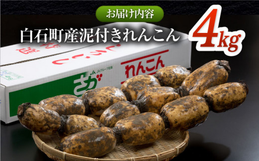 2026年1月以降発送】白石町産 泥付きれんこん （4kg） 【佐賀県農業