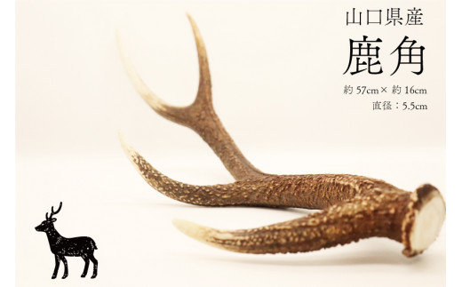 鹿角 大 1本 (横約57cm×縦約16cm) インテリア 雑貨 山口県産 1点もの