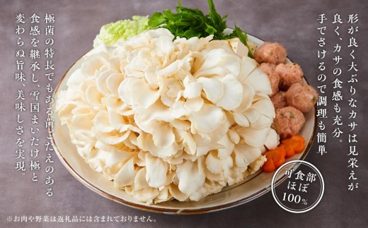 雪国まいたけ 極白 1株【1株約800g】 これが雪国史上、最高傑作 長期