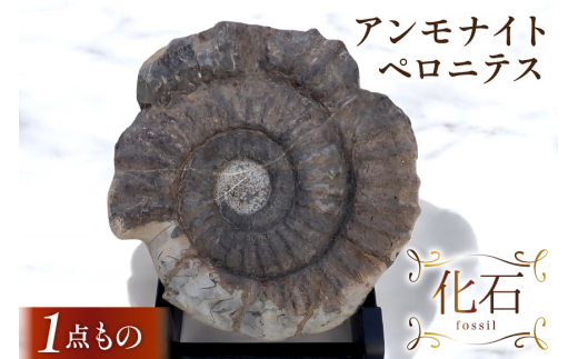 化石 アンモナイト ペロニテス 1個 台座付き 【1点もの】[加藤樹石苑