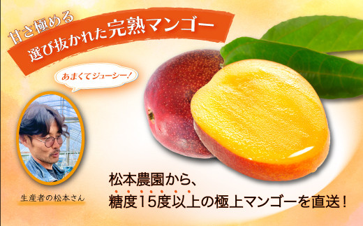 生産者直送 濃厚完熟 まっちゃん マンゴー 2～3玉 800g～1kg程度【2024