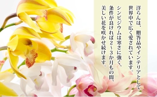 湘南の洋蘭 シンビジウム 5～6本 陶器鉢入り 色の指定不可