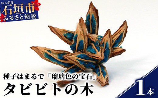 タビビトの木 (美しいコバルトブルー) インテリアにおすすめ【 大自然