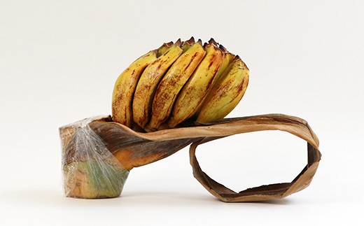 タビビトの木 (美しいコバルトブルー) インテリアにおすすめ【 大自然