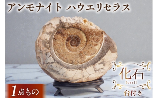 化石 パキ 羽幌産 アンモナイト 台座付き [加藤樹石苑 北海道 歌志内市