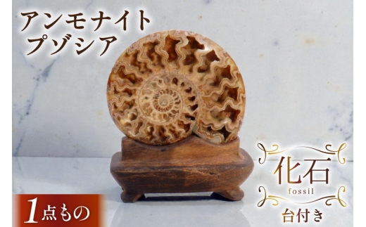 化石 パキ 羽幌産 アンモナイト 台座付き [加藤樹石苑 北海道 歌志内市