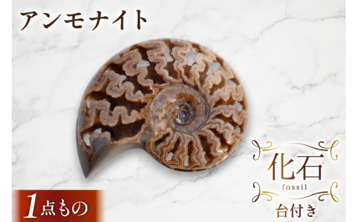 化石 アンモナイト 羽幌産 台付き [加藤樹石苑 北海道 歌志内市