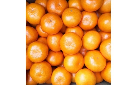 ご家庭用】和歌山有田みかん約5kg(SS、Sサイズ)〇 | ご家庭用みかん