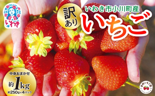 訳あり いわき市産いちご 草野いちご園のいちごの詰め合わせ1kg（250g