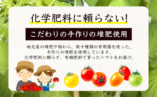 岩永さんちの カラフルミニトマト (5色) 3kg |【農林水産大臣賞受賞