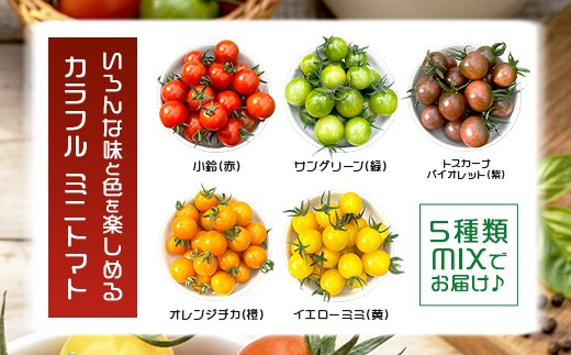 岩永さんちの カラフルミニトマト (5色) 3kg |【農林水産大臣賞受賞