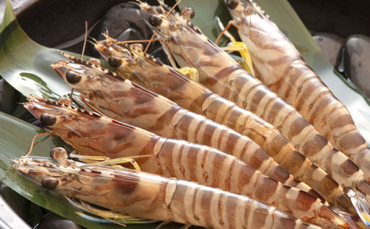 訳アリ】活き〆急速冷凍車エビ（生食可・約1800g）- 海老 車えび 車