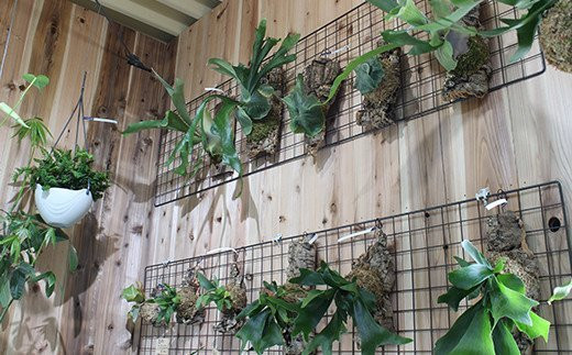 FK7-0190 ビカクシダ コルク板付（グランデ）＜数量限定＞ 観葉植物